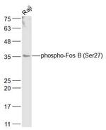 Phospho-FosB (Ser27) Antibody in Western Blot (WB)