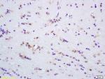 ERK4 Antibody in Immunohistochemistry (Paraffin) (IHC (P))