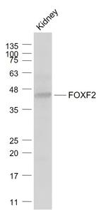 FOXF2 Antibody in Western Blot (WB)