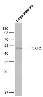 FOXF2 Antibody in Western Blot (WB)
