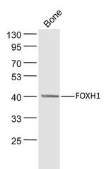 FOXH1 Antibody in Western Blot (WB)