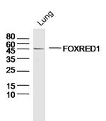FOXRED1 Antibody in Western Blot (WB)