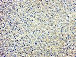 FREM1 Antibody in Immunohistochemistry (Paraffin) (IHC (P))