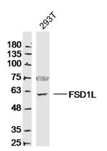 FSD1L/CCDC10 Antibody in Western Blot (WB)