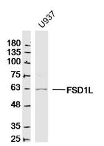 FSD1L/CCDC10 Antibody in Western Blot (WB)