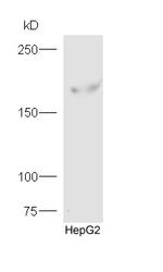 FYCO1 Antibody in Western Blot (WB)