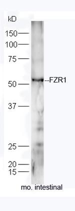 FZR1/CDC20C Antibody in Western Blot (WB)
