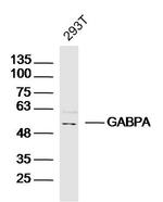 GABPA/NRF2A Antibody in Western Blot (WB)