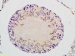 GAPDHS/GAPDH2 Antibody in Immunohistochemistry (Paraffin) (IHC (P))