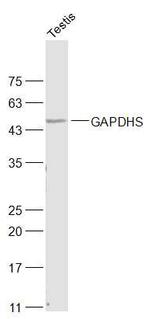 GAPDHS/GAPDH2 Antibody in Western Blot (WB)