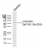 Phospho-GATA3 (Ser308) Antibody in Western Blot (WB)