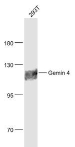 Gemin 4 Antibody in Western Blot (WB)