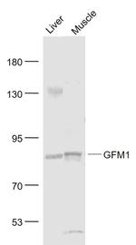 GFM1 Antibody in Western Blot (WB)
