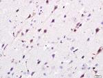Giantin/GOLGB1 Antibody in Immunohistochemistry (Paraffin) (IHC (P))