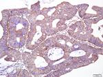 Giantin/GOLGB1 Antibody in Immunohistochemistry (Paraffin) (IHC (P))