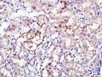 Giantin/GOLGB1 Antibody in Immunohistochemistry (Paraffin) (IHC (P))