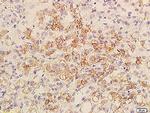 BCL2L1 Antibody in Immunohistochemistry (Paraffin) (IHC (P))