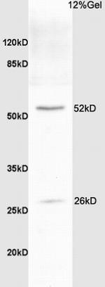 BCL2L1 Antibody in Western Blot (WB)