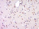 Phospho-GluR1 (Thr856) Antibody in Immunohistochemistry (Paraffin) (IHC (P))