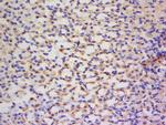 Glutamyl Prolyl tRNA synthetase/ProRS Antibody in Immunohistochemistry (Paraffin) (IHC (P))