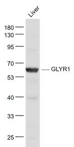 GLYR1/NP60 Antibody in Western Blot (WB)