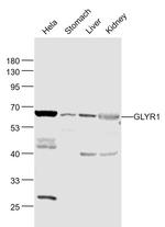 GLYR1/NP60 Antibody in Western Blot (WB)