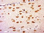 GNB5 Antibody in Immunohistochemistry (Paraffin) (IHC (P))