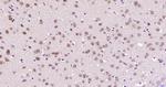 GNL3L Antibody in Immunohistochemistry (Paraffin) (IHC (P))