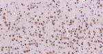 GNL3L Antibody in Immunohistochemistry (Paraffin) (IHC (P))