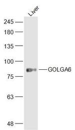 GOLGA6 Antibody in Western Blot (WB)