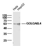 GOLGA6L4 Antibody in Western Blot (WB)