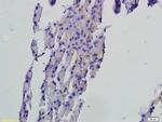 FAF1 Antibody in Immunohistochemistry (Paraffin) (IHC (P))