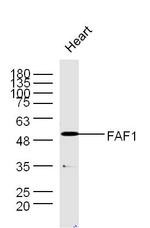 FAF1 Antibody in Western Blot (WB)