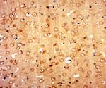 Golgi phosphoprotein 6 Antibody in Immunohistochemistry (Paraffin) (IHC (P))