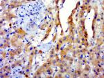 GPATCH3 Antibody in Immunohistochemistry (Paraffin) (IHC (P))