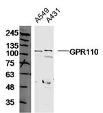 GPR110 Antibody in Western Blot (WB)
