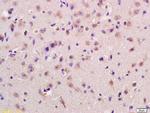 GPR37 Antibody in Immunohistochemistry (Paraffin) (IHC (P))
