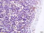 GPR43 Antibody in Immunohistochemistry (Paraffin) (IHC (P))