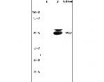 Beclin 1 Antibody in Western Blot (WB)
