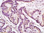 Apolipoprotein J Antibody in Immunohistochemistry (Paraffin) (IHC (P))
