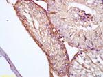 Apolipoprotein J Antibody in Immunohistochemistry (Paraffin) (IHC (P))