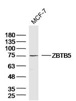 ZBTB5 Antibody in Western Blot (WB)