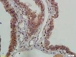 DNAPK/PRKDC Antibody in Immunohistochemistry (Paraffin) (IHC (P))