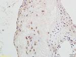 GADD45 Antibody in Immunohistochemistry (Paraffin) (IHC (P))