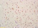 GADD45 Antibody in Immunohistochemistry (Paraffin) (IHC (P))