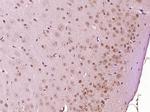 GADD45 Antibody in Immunohistochemistry (Paraffin) (IHC (P))