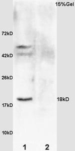 GADD45 Antibody in Western Blot (WB)