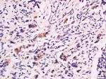 CD53 Antibody in Immunohistochemistry (Paraffin) (IHC (P))