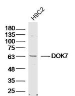 DOK7 Antibody in Western Blot (WB)