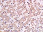 AP1M2 Antibody in Immunohistochemistry (Paraffin) (IHC (P))